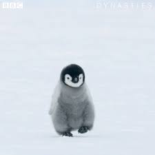 Why women's basketball still fights for equal recognition. Bbc Earth Dynasties Penguin Chick Goes For A Walk Facebook