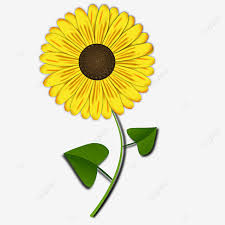 Gratis bunga matahari, kuning, bunga, pabrik, daisy keluarga, bingkai foto Gambar Bunga Matahari Vektor