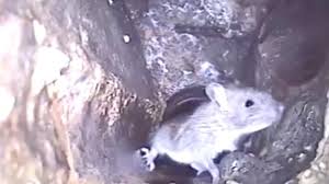 Pest control giant orkin ranks what it calls its rattiest cities. not only is los angeles in the top five, but it is second only. Lockdown Has Made London A Boomtown For Rats Newschannel 3 12