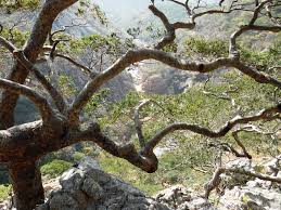 Image result for Brachystegia boehmii