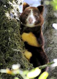 Endangered Species Animals On The Brink Of Extinction Slide 15 Rare Animals Animals Beautiful Cute Animals