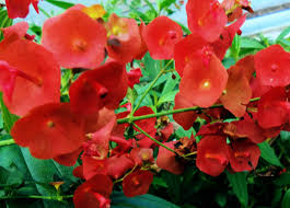 Image result for Holmskioldia