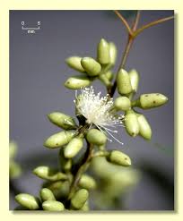 Image result for Eucalyptus tereticornis