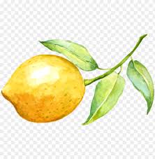 Lemonade Watercolor Png Graphic Transparent Stock Water Color Lemon Png Image With Transparent Background Toppng Including transparent png clip art, cartoon, icon, logo, silhouette, watercolors, outlines, etc. toppng