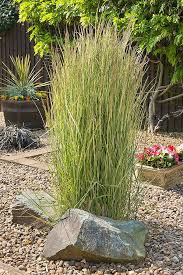 Availability of specific varieties listed below will vary depending upon time of season and sales. Easy Landscaping With Ornamental Grasses Gardener S Path