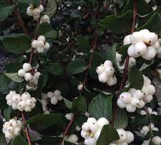 Maybe you would like to learn more about one of these? A Blizzard Of New Snowberry Varieties The Seattle Times