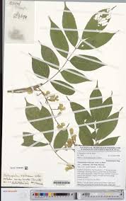 Image result for Saintpauliopsis lebrunii
