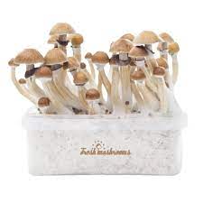 Freshmushrooms Mckennaii Xp Magic Mushrooms Grow Kit Magic Truffles Shop Com