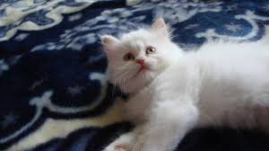 We did not find results for: Flame Point Himalayan Kitten For Sale For Sale In Toronto Ontario Nice Pets Online