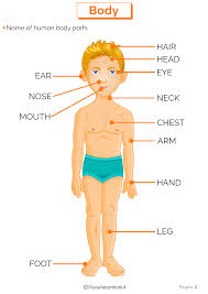 Una scheda per imparare le parti del corpo in inglese. Le Parti Del Corpo In Inglese Esercizi Per La Scuola Primaria Pianetabambini It