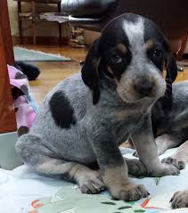 Whether you want to go with a breeder or get your dog from a shelter or rescue, here are some puppy or adult, take your bluetick to your veterinarian soon after adoption. Bluetick Coonhound Puppies For Sale Off 59 Www Usushimd Com