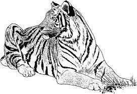 Line drawings of bengal, white, sumatran and other tigers yawning, sleeping, and hunting. Pin On Kids Coloring Activity
