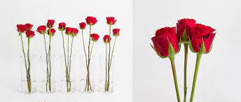 Long lasting cut flowers australia. How To Make Cut Flowers Last Longer The Koch Blog