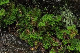 Image result for Selaginella eublepharis