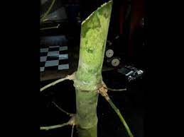 Kamus besar dari buluh dalam bahasa indonesia. Buluh Betung Bertemu Ruas Asli Youtube