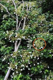 If yours is consistently drying out, your plants might not bloom. Gardenatoz Lackluster Climbing Hydrangea Garden A To Z