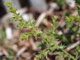 Image result for Salsola kali