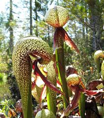 Thanks for watching!i am demonstrating the colorful diagram of pitcher plant , a type of carnivorous plant step by step which you can draw very easily. What Are Carnivorous Plants Icps