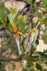 Image result for Erianthemum ngamicum