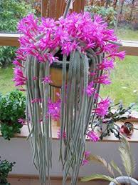 Апорокактус флагеллиформис aporocactus flagelliformis фото. Aporocactus Flagelliformis Discocactus Flagelliformis Stunning Rat Tail Cactus Pink Flowers 5 Seeds Buy Online In Angola At Angola Desertcart Com Productid 201718767