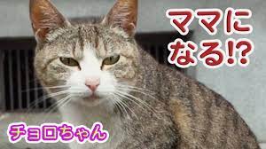 驚き 野良猫チョロちゃん 出会いから2年 妊娠 ママになります cute cat will soon become a mom 野良猫 妊娠 猫