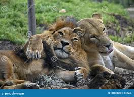 Leone e leonessa immagine stock. Immagine di porre, manica - 130504643