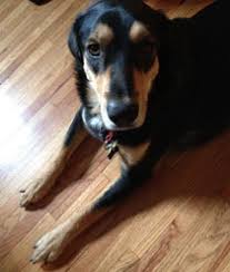Dog nail scratches on hardwood floors. Do Pets Ruin Your Hardwood Floors Mn Pets And Wood Floors