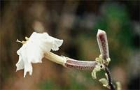 Image result for Catophractes alexandri