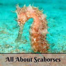 Facts About Seahorses And How To Care For Them Pethelpful