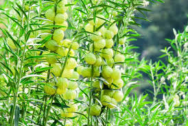 Image result for Gomphocarpus glaucophyllus