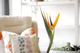 Bird Of Paradise Bouquet Care Ask Ella Bird Of Paradise For A No Fuss Bouquet Flower Food Floral Bouquets Bouquet