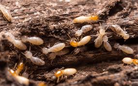 Pdx termites, bloom pest control termite exterminator #pestcontrol,pestcontrolservices,rodentcontrol,domyownpestcontrol,diypestcontrol,doyourownpestcontrol,homepestcontrol drywood termites. What Termite Damage Looks Like In North Carolina Homes