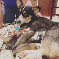 $850.00 cowboy corgi puppies for sale in elba, id on ksl classifieds. Blacktail Mountain Corgis Home