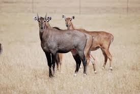 Pin On Animals