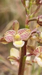 Image result for Eulophia clitellifera