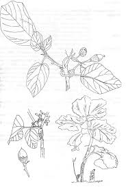 Image result for Cordia millenii