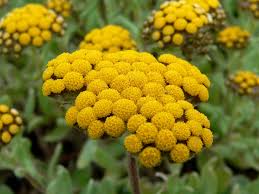 Image result for Helichrysum geminatum