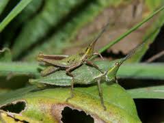 Image result for Endostemon villosus