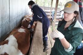 Burnetii bacteria are found in the birth products (i.e. Red De Zoonosis Elaboro Informativo Sobre Fiebre Q Facultad De Ciencias Veterinarias Uach