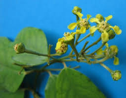 Image result for Flabellaria paniculata