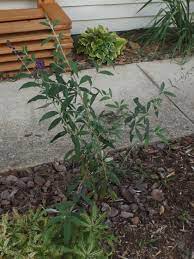 Learn how to plant, care for and prune butterfly bush in your garden. How To Prune A Butterfly Bush Mike S Backyard Nursery