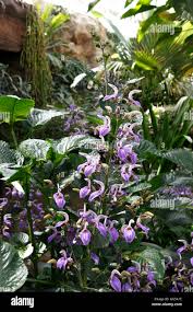 Image result for Brillantaisia cicatricosa