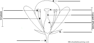 All parts of plants are important and carry out different functions. Label Flower Anatomy Printout Enchantedlearning Com