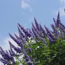 Image result for Vitex thyrsiflora