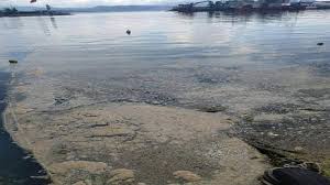 Deniz salyası, marmara denizi'nde ilk kez görülüyor. Fkwzoxvsiw Yfm