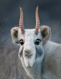 Pin By Christine Lewis On Animals Animals Weird Animals Rare Animals