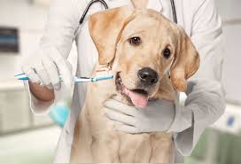 Our pet insurance plans cover a variety of needs for your cat or dog, with the following customizable options Guide To Dental Insurance For Your Pet Lv