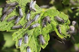 Bed bugs conceal themselves very well although visible to the human eye. Pest Control Islington 24 Hr Emergency Services Catch It Ltd