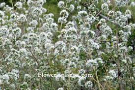 Pin On Hyssop Psalm 51 7 The Fragrance Of Forgiveness