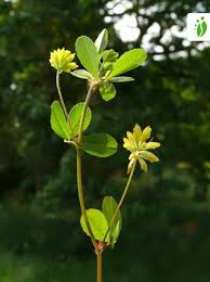 Image result for Trifolium dubium